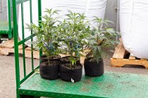 Plantes en pot dans des pots sur le rebord de la fenêtre — Photo de stock
