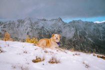 Cão na neve na natureza — Fotografia de Stock