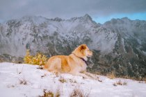 Cute dog on the snow covered mountain. — Stock Photo