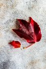Nahaufnahme herbstlicher wilder Traubenblätter als Saisonkarte — Stockfoto