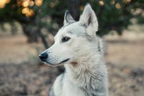 Retrato de lindo perro - foto de stock