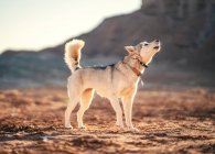 Dog in the desert — Stock Photo