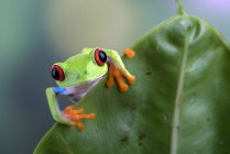 Grüner Frosch auf grünem Blatt — Stockfoto