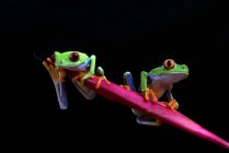 Deux grenouilles sur une branche — Photo de stock