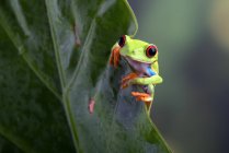 Зеленая лягушка на зеленом листе — стоковое фото