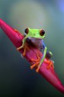 Зеленая лягушка на красном листе — стоковое фото