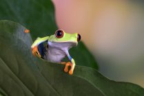 Зеленая лягушка на зеленом листе — стоковое фото