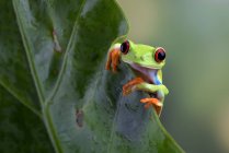 Зелена жаба на зеленому листі — стокове фото