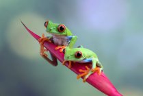 Two frogs on a branch — Stock Photo