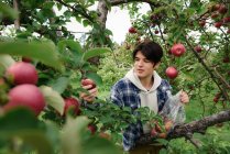 Junger Mann pflückt Apfelplantage im Garten — Stockfoto
