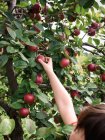 Pomar de maçãs, maçãs, frutas, colheita — Fotografia de Stock