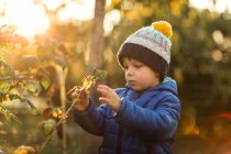 Вид сбоку на маленького мальчика, собирающего желтые редиски в саду — стоковое фото