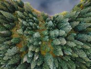 Vue aérienne d'une forêt près d'un lac — Photo de stock
