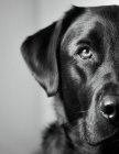 Labrador portrait close up half black and white — Stock Photo