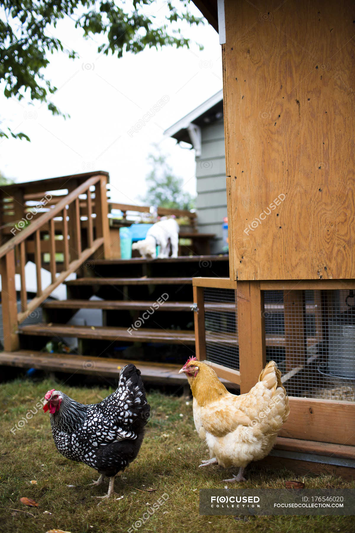 Backyard Chicken Coop In Austin Texas Domestic Animals