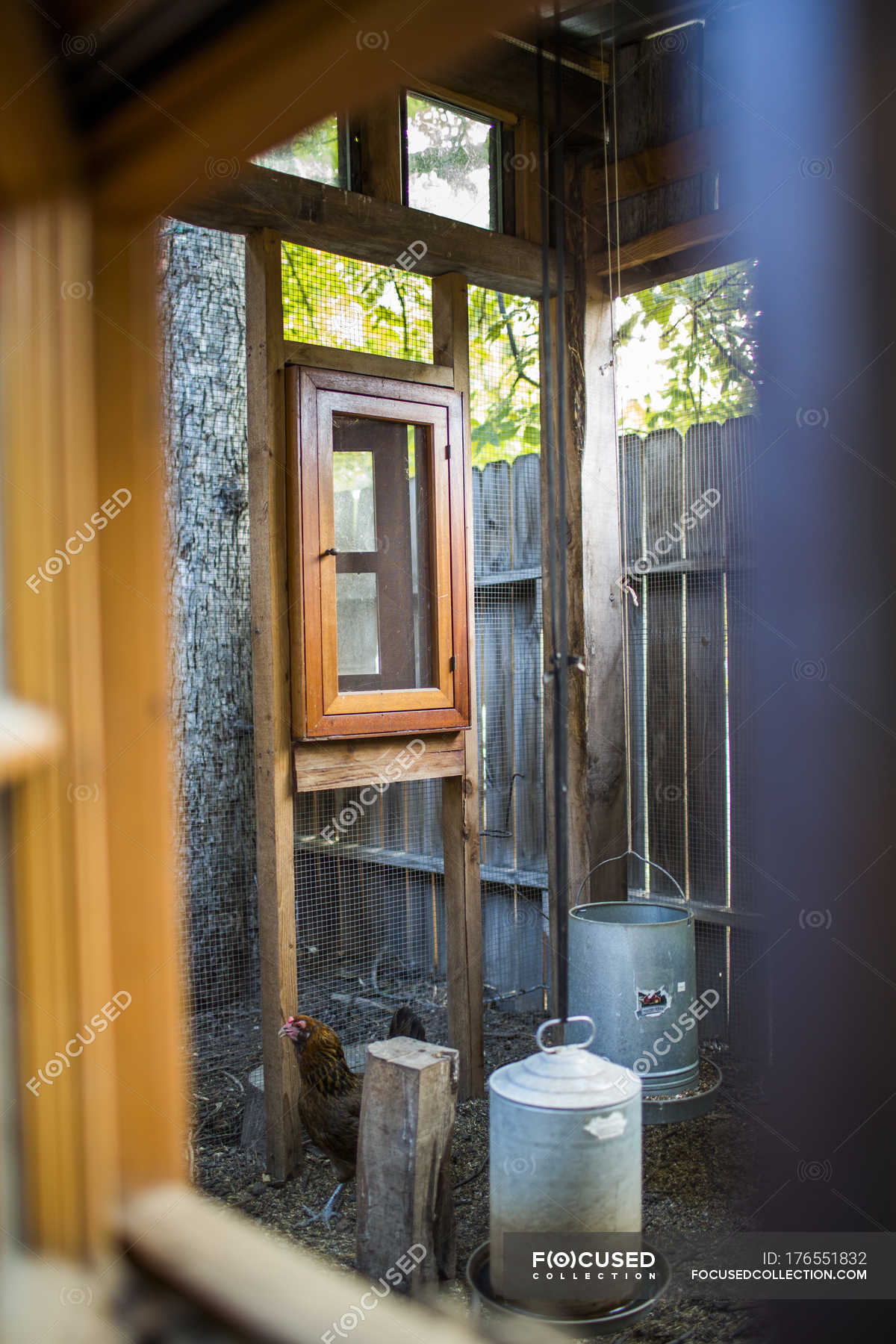 Backyard Chicken Coop In Austin Texas One Animal Domestic
