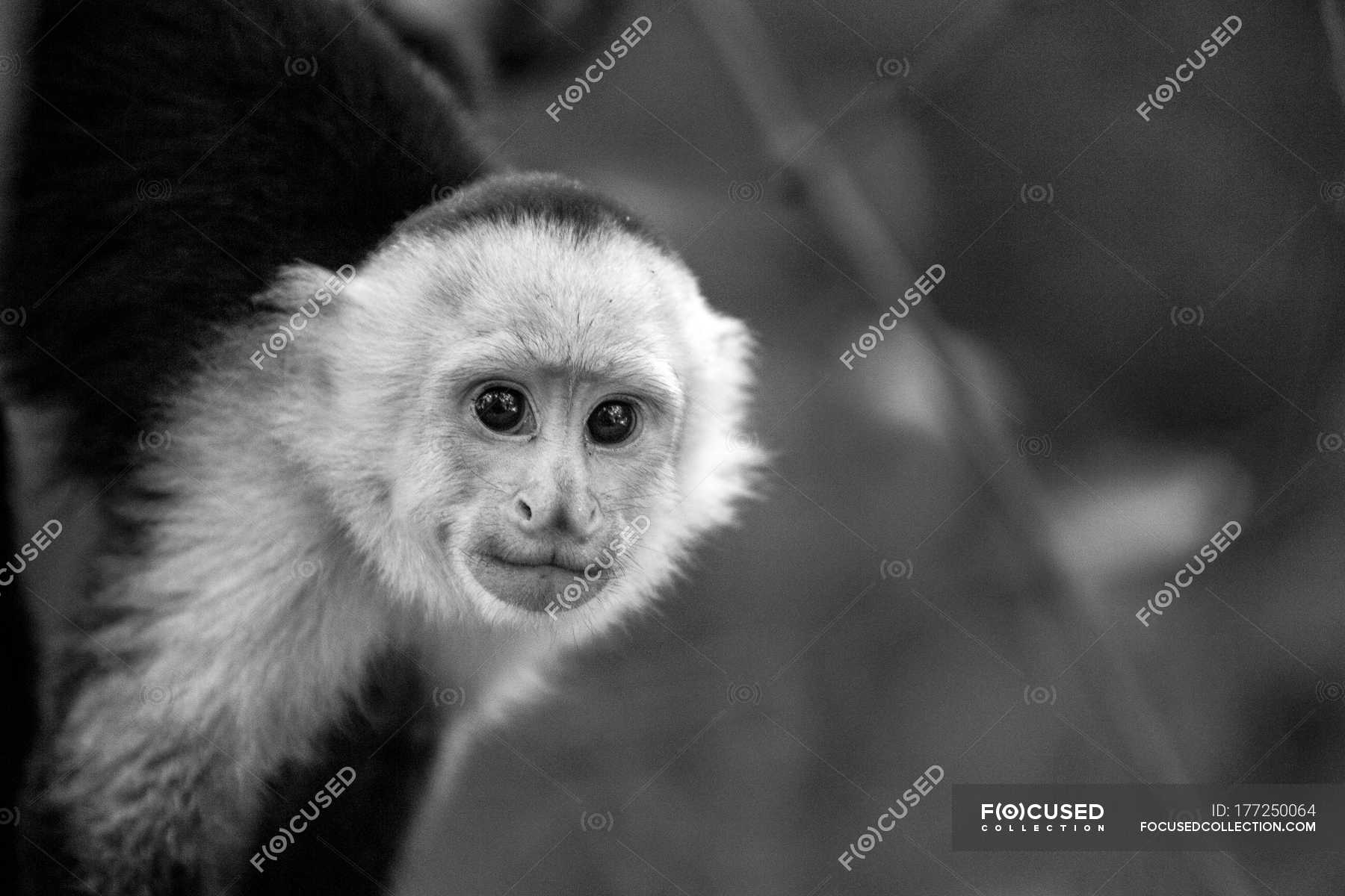 Capuchin Monkey In Manuel Antonio National Park Costa Rica One
