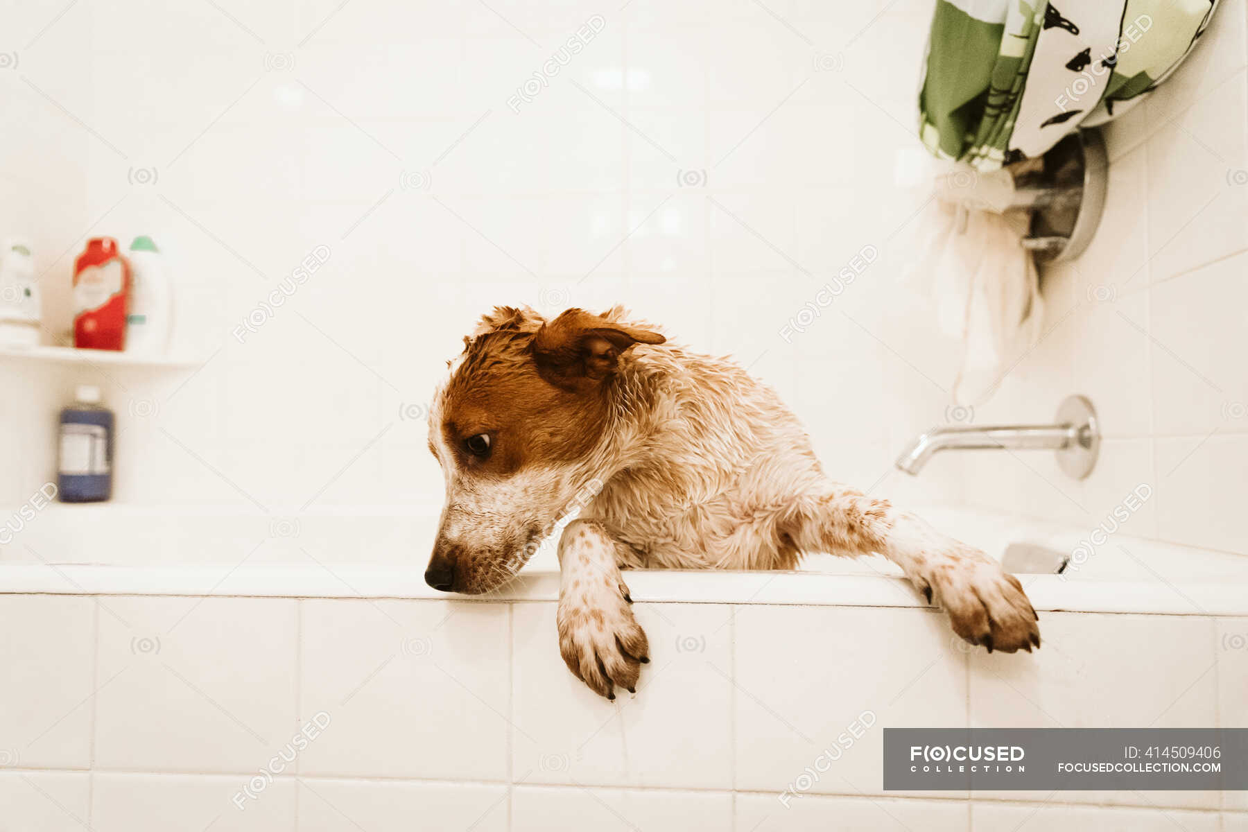 Sad puppy standing in white bathroom before bath time — minimalist