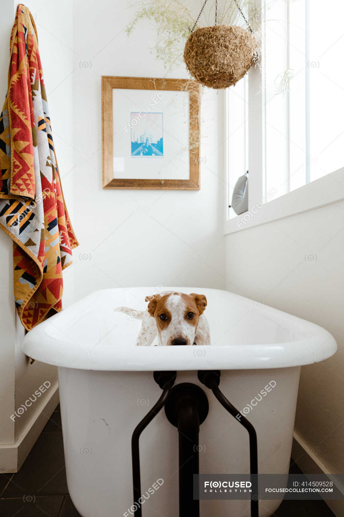 Грустный щенок стоит в белой ванной перед купанием — bathtime, ванная ...