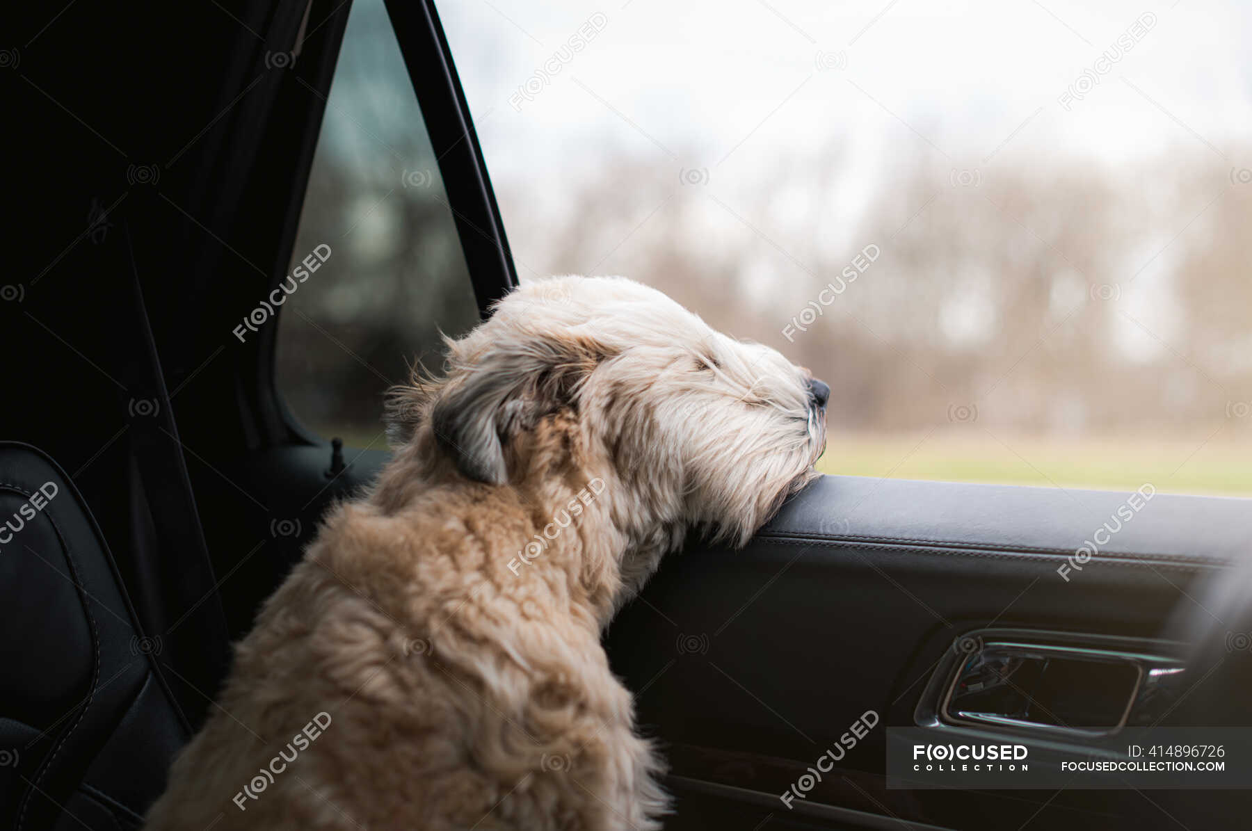 Dog sitting in the car on background, close up — purebred, cute - Stock  Photo | #414896726