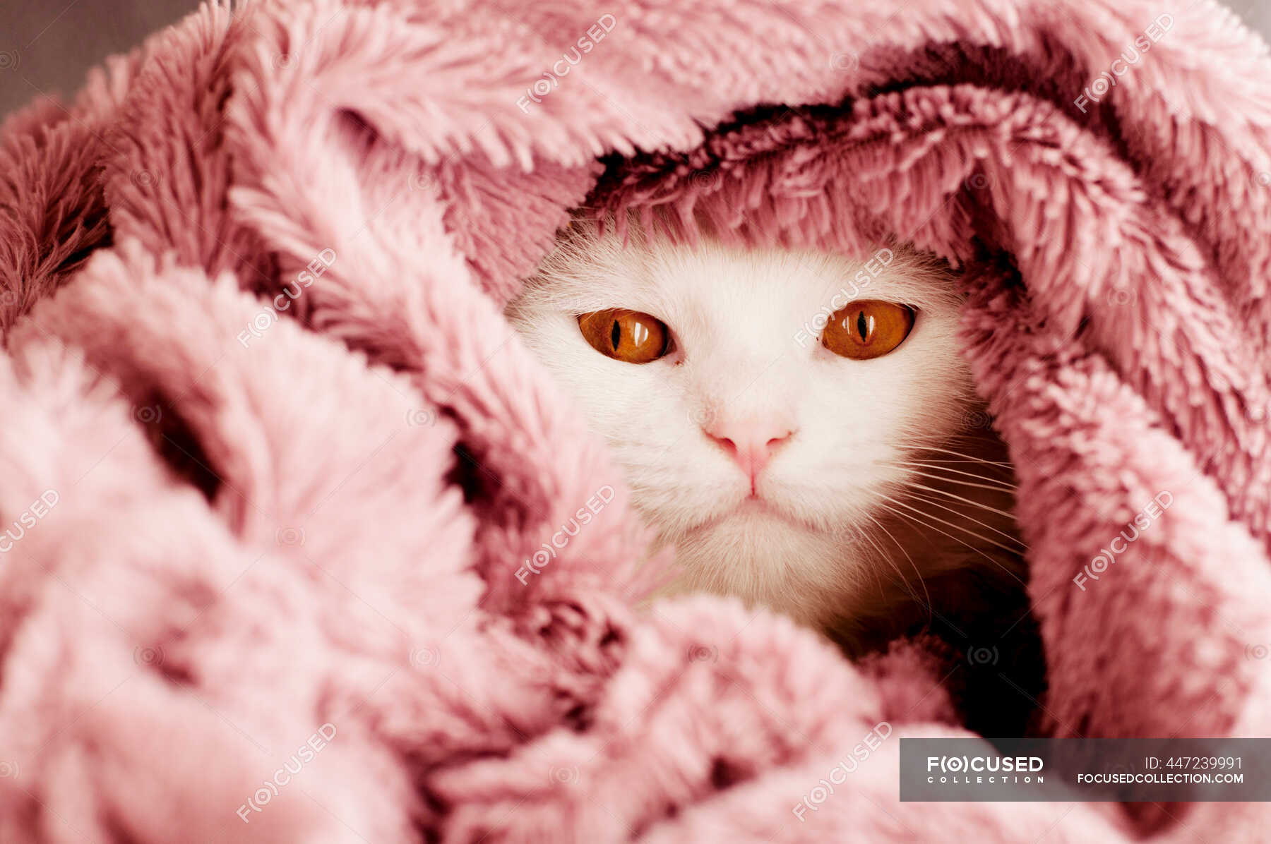 Cute White Fluffy Cat In Blanket At Home Mammal