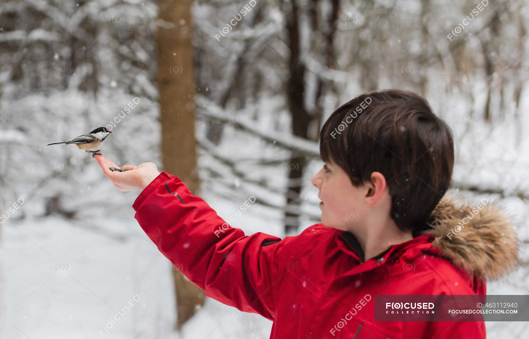 Little boy with bird on his hand in winter — person, cold - Stock Photo ...