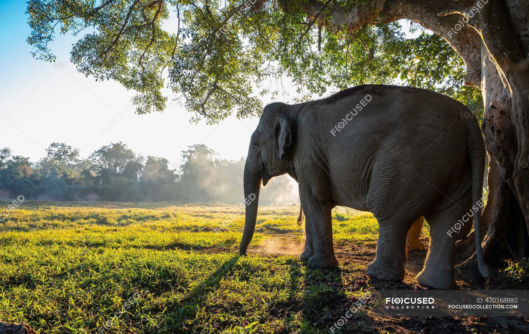 Beautiful elephant on nature background, travel place on background —  animal trunk, landscape - Stock Photo | #470168880