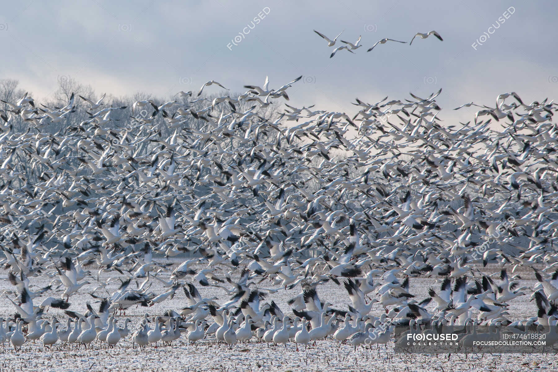 Thousands of snow geese in flight above Maryland's Eastern Shore — mid ...