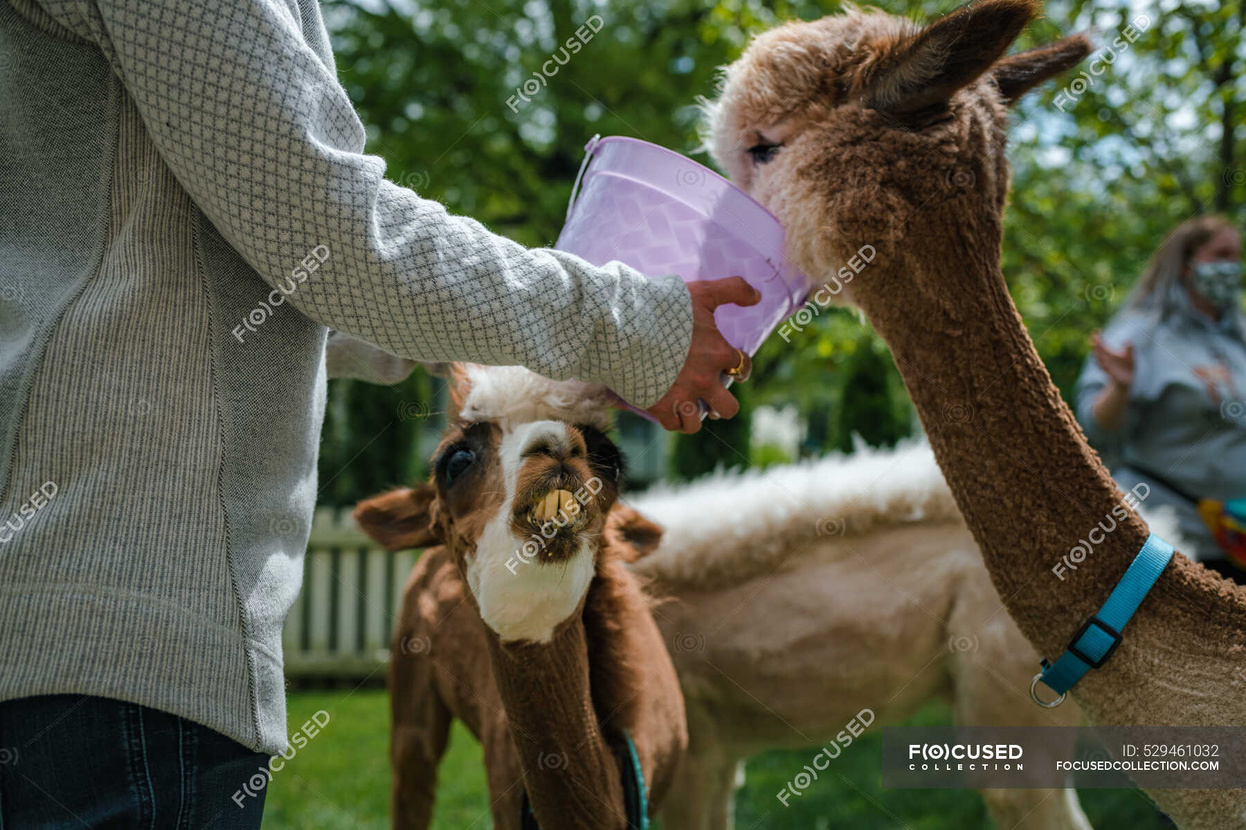 Woman feeding Alpacas in back yard — green color, brown Stock Photo
