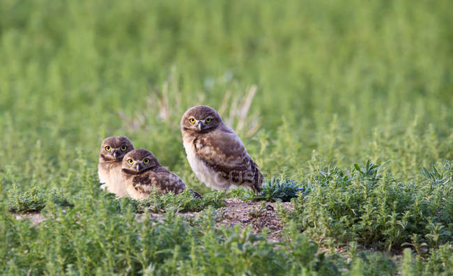 Tre gufi reali (Athene cunicularia) nel Rifugio Nazionale della Fauna Selvatica dell'Arsenale Montagna Rocciosa del Colorado — Foto stock