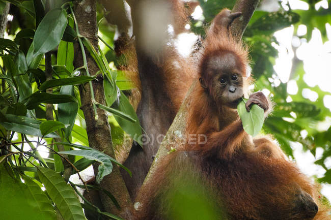 Суматранський Орангутанг матері і дитини в Гунунг який охороняє місця проживання Національний парк в Північній Суматрі — стокове фото