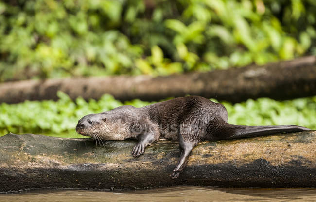 Неотропіческой річка Otter, відпочиваючи на вхід в національному парку Tortuguero, Коста-Ріка — стокове фото