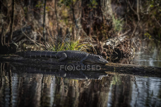 Krokodil Auf Einem Baumstamm In Den Cypress Gardens In South