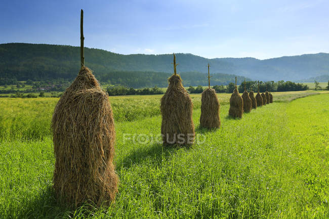 Поле сено. Сено в тюках. Много стогов. Ферма с сеном. Сенокос скирда.