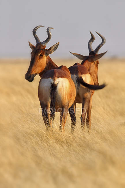 Hartebeests, Alcelaphus elaphus, in natural habitat in Etosha National Park, Nabia — стоковое фото