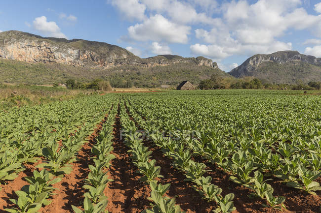 Tobacco Fields In Vinales Cuba On A Partly Cloudy Day Stock Photo Tobacco Fields In Vinales Cuba On A Partly Cloudy Day Stock Photo