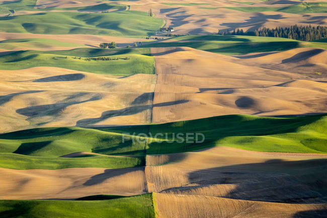 Vista panorámica de colinas onduladas en la región de Palouse, Garfield, estado de Washington, EE.UU. - foto de stock