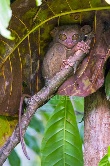 Philippine Tarsier, Carlito syrichta, at Tarsier Conservation Area, Loboc, Bohol, Central Visayas, Philippines — Stock Photo