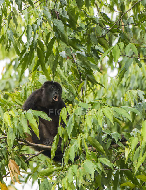Mono aullador llamando a un compañero en el árbol - foto de stock