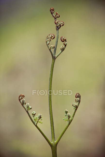 Selective focus of fern beginning to unravel at Spring — Stock Photo