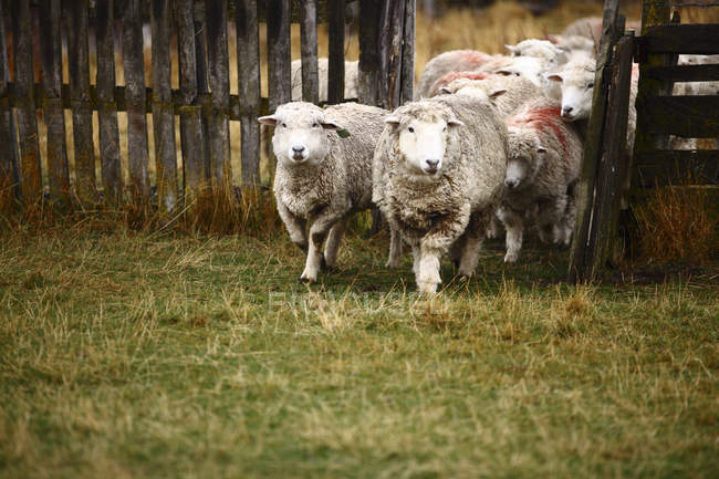 Herd of sheep walking through fence — Stock Photo