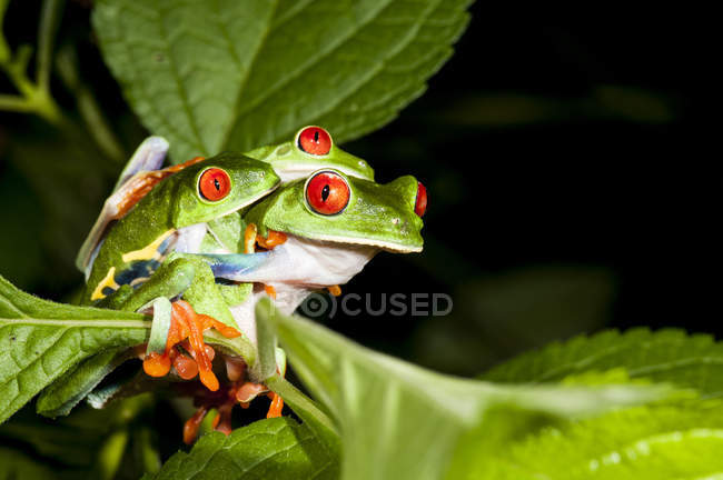 Rane dagli occhi rossi su lussureggiante fogliame verde — Foto stock