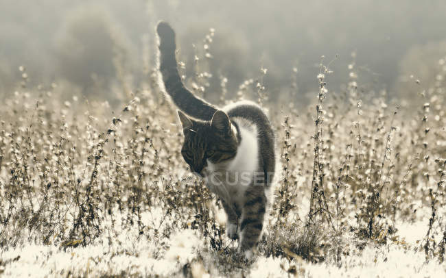 Cat walking through dry meadow — Stock Photo