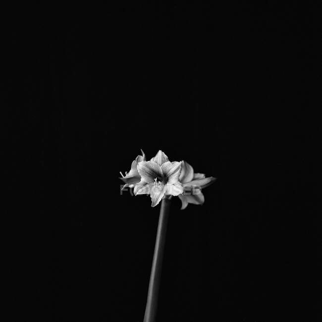 Sem título Flores pretas e brancas Natureza morta — Fotografia de Stock