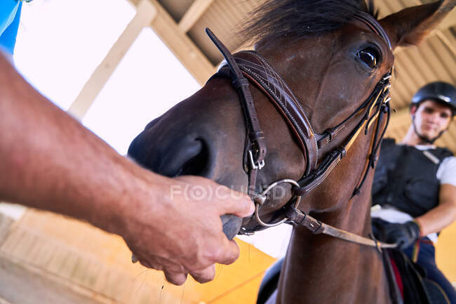 Ragazza prende cura del suo cavallo prima di andare a lezione di equitazione — Foto stock