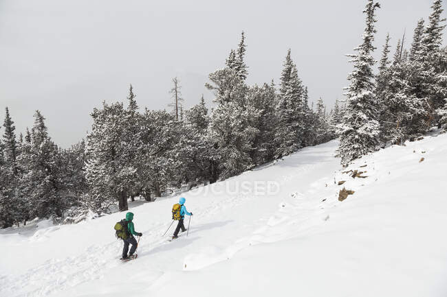 Schneeschuhwanderer wandern auf schneebedeckter Straße zum Squaw Mountain Lookout, Colorado — Stockfoto