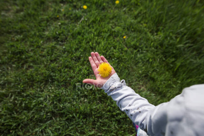 Gros plan d'un petit enfant tenant un pissenlit jaune sur la paume de la main — Photo de stock