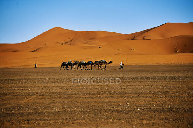 Caravana de camellos a través del desierto - foto de stock