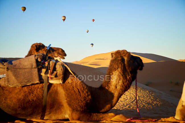 Караван верблюдів через пустелю з повітряними кулями — стокове фото