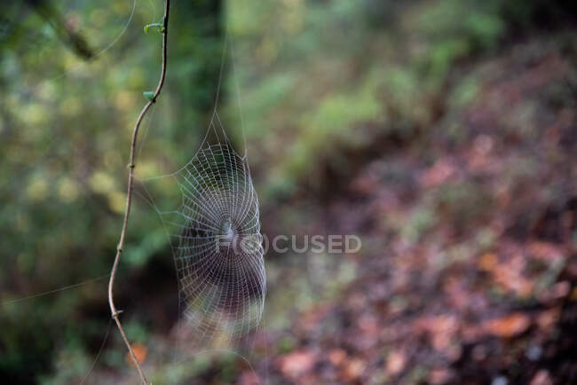 Toile d'araignée avec rosée sur elle construite sur la vigne au-dessus du sol forestier — Photo de stock